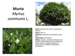 Murta
Myrtus
communis L.
Porte: arbusto com ramos numerosos e
densos.
Altura: até 5 m
Ritidoma: castanho-acinzentado, quase
liso.
Caducidade: persistente.
Folhas: opostas, ovado-lanceoladas com
até 5cm, atenuadas na base, uninérveas,
verde-escuras na página superior e
verde-claras na inferior, brilhantes e
aromáticas.
 