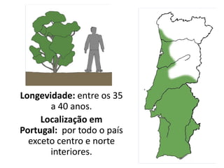 Longevidade: entre os 35
a 40 anos.
Localização em
Portugal: por todo o país
exceto centro e norte
interiores.
 