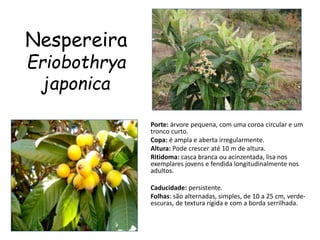 Nespereira
Eriobothrya
japonica
Porte: árvore pequena, com uma coroa circular e um
tronco curto.
Copa: é ampla e aberta irregularmente.
Altura: Pode crescer até 10 m de altura.
Ritidoma: casca branca ou acinzentada, lisa nos
exemplares jovens e fendida longitudinalmente nos
adultos.
Caducidade: persistente.
Folhas: são alternadas, simples, de 10 a 25 cm, verde-
escuras, de textura rígida e com a borda serrilhada.
 
