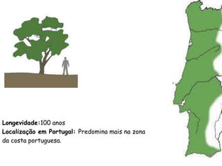 Longevidade:100 anos
Localização em Portugal: Predomina mais na zona
da costa portuguesa.
 