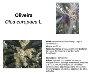 Oliveira
Olea europaea L.
Porte: árvore ou arbusto de copa larga e
arredondada
Altura: até 15 m
Ritidoma: tronco grosso, geralmente bastante
tortuoso, de ritidoma cinzento, muito
fendilhado
Caducidade: persistente.
Folhas: opostas, curtamente pecioladas,
margem inteira, oblongo-lanceoladas, medindo
1-8 x 0,3-2cm, mucronadas, de cor verde-
acinzentado na página superior e prateado na
inferior graças a uma densa cobertura de pêlos
peltados
 