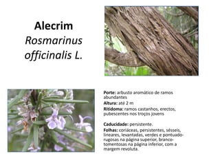 Alecrim
Rosmarinus
officinalis L.
Porte: arbusto aromático de ramos
abundantes
Altura: até 2 m
Ritidoma: ramos castanhos, erectos,
pubescentes nos troços jovens
Caducidade: persistente.
Folhas: coriáceas, persistentes, sésseis,
lineares, levantadas, verdes e pontuado-
rugosas na página superior, branco-
tomentosas na página inferior, com a
margem revoluta.
 