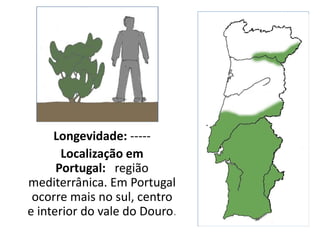 Longevidade: -----
Localização em
Portugal: região
mediterrânica. Em Portugal
ocorre mais no sul, centro
e interior do vale do Douro.
 
