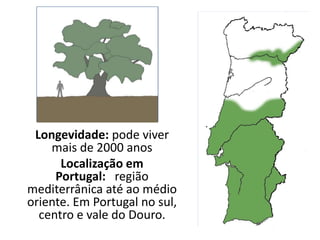 Longevidade: pode viver
mais de 2000 anos
Localização em
Portugal: região
mediterrânica até ao médio
oriente. Em Portugal no sul,
centro e vale do Douro.
 
