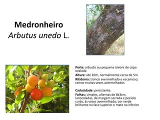 Medronheiro
Arbutus unedo L.
Porte: arbusto ou pequena árvore de copa
ovalada
Altura: até 10m, normalmente cerca de 5m
Ritidoma: tronco avermelhado e escamoso;
ramos muitas vezes avermelhados
Caducidade: persistente.
Folhas: simples, alternas de 8x3cm,
lanceoladas, de margem serrada e pecíolo
curto, às vezes avermelhado; cor verde
brilhante na face superior e mate na inferior
 