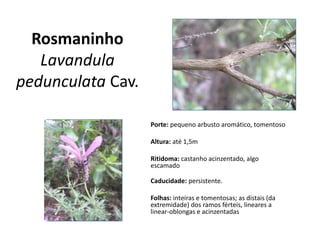 Rosmaninho
Lavandula
pedunculata Cav.
Porte: pequeno arbusto aromático, tomentoso
Altura: até 1,5m
Ritidoma: castanho acinzentado, algo
escamado
Caducidade: persistente.
Folhas: inteiras e tomentosas; as distais (da
extremidade) dos ramos férteis, lineares a
linear-oblongas e acinzentadas
 