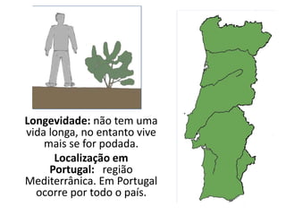 Longevidade: não tem uma
vida longa, no entanto vive
mais se for podada.
Localização em
Portugal: região
Mediterrânica. Em Portugal
ocorre por todo o país.
 