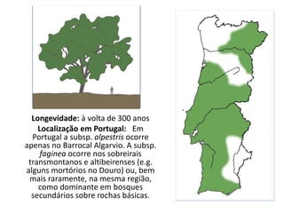 Longevidade: à volta de 300 anos
Localização em Portugal: Em
Portugal a subsp. alpestris ocorre
apenas no Barrocal Algarvio. A subsp.
faginea ocorre nos sobreirais
transmontanos e altibeirenses (e.g.
alguns mortórios no Douro) ou, bem
mais raramente, na mesma região,
como dominante em bosques
secundários sobre rochas básicas.
 