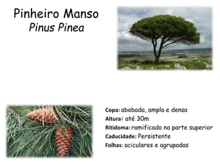 Pinheiro Manso
Pinus Pinea
Copa: abobada, ampla e densa
Altura: até 30m
Ritidoma: ramificado na parte superior
Caducidade: Persistente
Folhas: aciculares e agrupadas
 