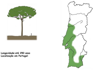 Longevidade:até 250 anos
Localização em Portugal:
 