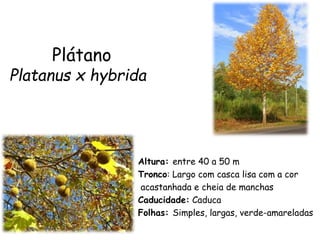 Plátano
Platanus x hybrida
Altura: entre 40 a 50 m
Tronco: Largo com casca lisa com a cor
acastanhada e cheia de manchas
Caducidade: Caduca
Folhas: Simples, largas, verde-amareladas
 