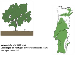 Longevidade: até 2000 anos
Localização em Portugal: Em Portugal localiza-se um
Pouco por todo o país.
 