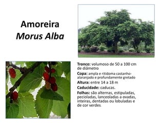 Amoreira
Morus Alba
Tronco: volumoso de 50 a 100 cm
de diâmetro
Copa: ampla e ritidoma castanho-
alaranjado e profundamente gretado
Altura: entre 14 a 18 m
Caducidade: caducas.
Folhas: são alternas, estipuladas,
pecioladas, lanceoladas a ovadas,
inteiras, dentadas ou lobuladas e
de cor verdes.
 
