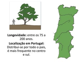 Longevidade: entre os 75 a
200 anos.
Localização em Portugal:
Distribui-se por todo o pais,
é mais frequente no centro
e sul.
 