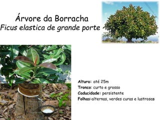 Árvore da Borracha
Ficus elastica de grande porte
Altura: até 25m
Tronco: curto e grosso
Caducidade: persistente
Folhas:alternas, verdes curas e lustrosas
 