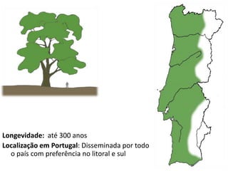 Longevidade: até 300 anos
Localização em Portugal: Disseminada por todo
o país com preferência no litoral e sul
 