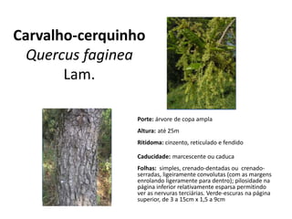 Carvalho-cerquinho
Quercus faginea
Lam.
Porte: árvore de copa ampla
Altura: até 25m
Ritidoma: cinzento, reticulado e fendido
Caducidade: marcescente ou caduca
Folhas: simples, crenado-dentadas ou crenado-
serradas, ligeiramente convolutas (com as margens
enrolando ligeramente para dentro); pilosidade na
página inferior relativamente esparsa permitindo
ver as nervuras terciárias. Verde-escuras na página
superior, de 3 a 15cm x 1,5 a 9cm
 