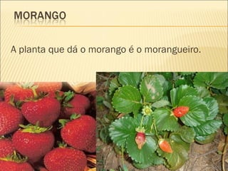 A planta que dá o morango é o morangueiro.
 