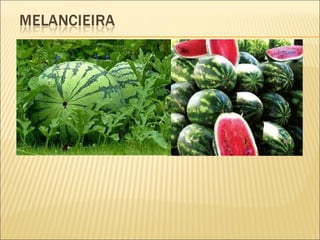 áRvores e plantas marco e joão