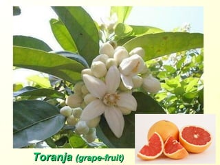 ToranjaToranja (grape-fruit)(grape-fruit)
 