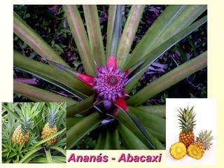 Ananás - AbacaxiAnanás - Abacaxi
 
