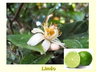 LimãoLimão
 