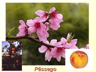 PêssegoPêssego
 