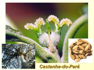 Castanha-do-ParáCastanha-do-Pará
 