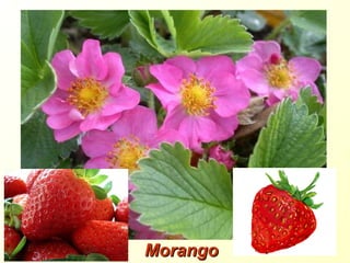 MorangoMorango
 