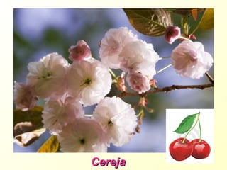 CerejaCereja
 
