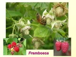 FramboesaFramboesa
 