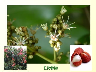 LichiaLichia
 