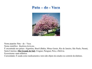 Nome popular: Pata – de – Vaca. Nome científico:  Bauhinia forticata . É encontrada nos países: Argentina, Brasil (Bahia, Minas Gerais, Rio de Janeiro, São Paulo, Paraná, Santa Catarina e  Rio Grande do Sul) , Uruguai, Paraguai, Peru, e Bolívia. Ecossistema: mata atlântica. Curiosidades: É usada como medicamento e tem sido objeto de estudos no controle da diabetes.  