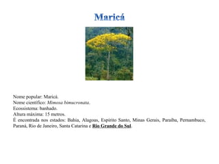 Nome popular: Maricá. Nome científico:  Mimosa bimucronata . Ecossistema: banhado. Altura máxima: 15 metros. É encontrada nos estados: Bahia, Alagoas, Espírito Santo, Minas Gerais, Paraíba, Pernambuco, Paraná, Rio de Janeiro, Santa Catarina e  Rio Grande do Sul .  