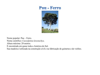 Nome popular: Pau – Ferro. Nome científico:  Caesalpinia leiostachya . Altura máxima: 28 metros. É encontrada em quase toda a América do Sul. Sua madeira é utilizada na construção civil e na fabricação de guitarras e de violões. 