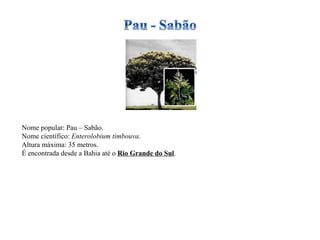 Nome popular: Pau – Sabão. Nome científico:  Enterolobium timbouva . Altura máxima: 35 metros. É encontrada desde a Bahia até o  Rio Grande do Sul . 
