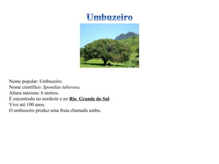 Nome popular: Umbuzeiro. Nome científico:  Spondias tuberosa . Altura máxima: 6 metros. É encontrado no nordeste e no  Rio  Grande do Sul . Vive até 100 anos. O umbuzeiro produz uma fruta chamada umbu. 