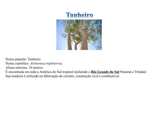 Nome popular: Tanheiro. Nome científico:  Alchornea triplinervia . Altura máxima: 10 metros. É encontrada em toda a América do Sul tropical incluindo o  Rio Grande do Sul  Panamá e Trindad. Sua madeira é utilizada na fabricação de caixões, construção civil e combustível. 