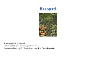 Nome popular: Bacopari. Nome científico:  Garcinia gardneriana . É encontrada na região Amazônica e no  Rio Grande do Sul . 