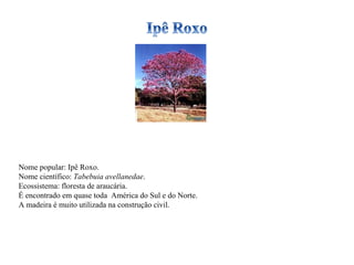 Nome popular: Ipê Roxo. Nome científico:  Tabebuia avellanedae . Ecossistema: floresta de araucária. É encontrado em quase toda  América do Sul e do Norte. A madeira é muito utilizada na construção civil. 