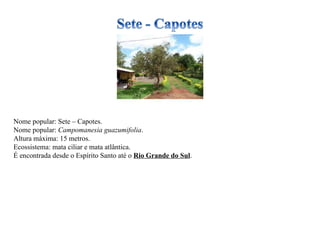 Nome popular: Sete – Capotes. Nome popular:  Campomanesia guazumifolia . Altura máxima: 15 metros. Ecossistema: mata ciliar e mata atlântica. É encontrada desde o Espírito Santo até o  Rio Grande do Sul . 