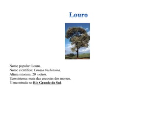 Nome popular: Louro. Nome científico:  Cordia trichotoma . Altura máxima: 20 metros. Ecossistema: mata das encostas dos morros. É encontrada no  Rio Grande do Sul . 