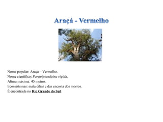 Nome popular: Araçá – Vermelho. Nome científico:  Parapiptandeina rigida . Altura máxima: 45 metros. Ecossistemas: mata ciliar e das encosta dos morros. É encontrada no  Rio Grande do Sul . 