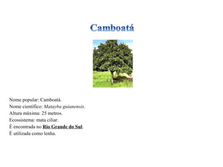 Nome popular: Camboatá. Nome científico:  Matayba guianensis . Altura máxima: 25 metros. Ecossistema: mata ciliar. É encontrada no  Rio Grande do Sul . É utilizada como lenha. 