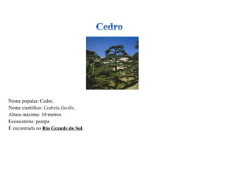 Nome popular: Cedro. Nome científico:  Cedrela fissilis . Altura máxima: 30 metros Ecossistema: pampa É encontrada no  Rio Grande do Sul . 