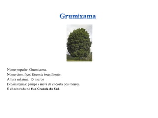 Nome popular: Grumixama. Nome científico:  Eugenia brasiliensis . Altura máxima: 15 metros Ecossistemas: pampa e mata da encosta dos morros. É encontrada no  Rio Grande do Sul . 