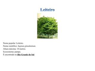 Nome popular: Leiteiro. Nome científico:  Sapium glandulatum . Altura máxima: 10 metros. Ecossistema: pampa. É encontrado no  Rio Grande do Sul . 