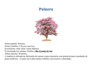 Nome popular: Paineira. Nome científico:  Chorisia speciosa. Ecossistema: mata ciliar e mata atlântica. É encontrada nos estados: Paraíba e  Rio Grande do Sul . Altura máxima: 30 metros. A madeira é utilizada na fabricação de canoas e para caixotaria, com potencial para a produção de pasta celulósica.  A paina serve para encher colchões, travesseiros e almofadas. 