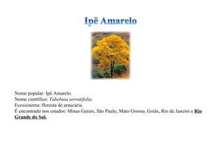 Nome popular: Ipê Amarelo. Nome científico:  Tabebuia serratifolia . Ecossistema: floresta de araucária. É encontrado nos estados: Minas Gerais, São Paulo, Mato Grosso, Goiás, Rio de Janeiro e  Rio Grande do Sul. 