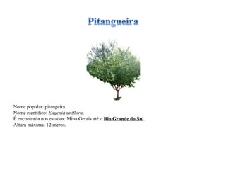 Nome popular: pitangeira. Nome científico:  Eugenia uniflora . É encontrada nos estados: Mina Gerais até o  Rio Grande do Sul . Altura máxima: 12 meros. 
